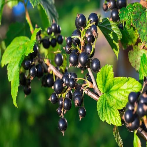 Black Ribes Nigrum Seeds – Heirloom, Non-GMO, High Germination Organic Garden Seeds