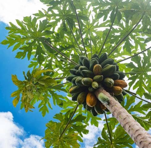 Green Papaya Tree Seeds – Heirloom, Non-GMO, High Germination Organic Garden Seeds