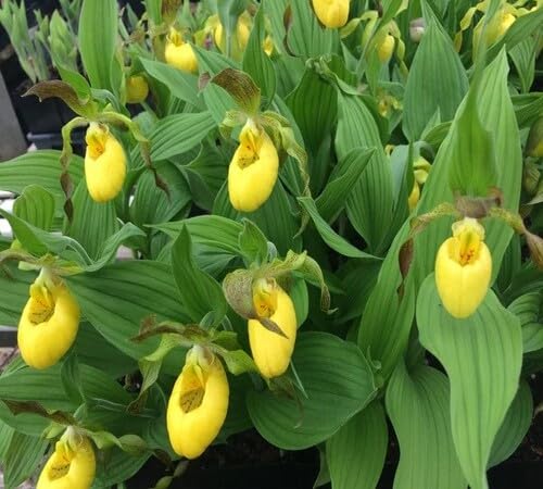 Yellow Lady Slipper Orchid Flower Seeds – Heirloom Non-GMO High Germination Organic Seeds