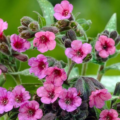 pink violet flower seeds