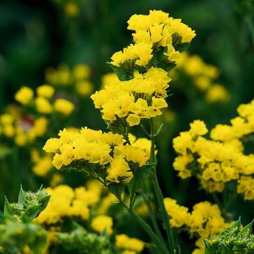 Yellow Statice Flower Seeds Heirloom Non-GMO High Germination Organic Garden Seeds