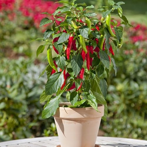 Chili Pepper Red Seeds – Heirloom, Non-GMO, High Germination Organic Garden Seeds Planting