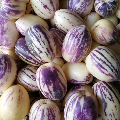 Purple Ginseng Melon Seeds – Heirloom, Non-GMO, High Germination Organic Garden Seeds
