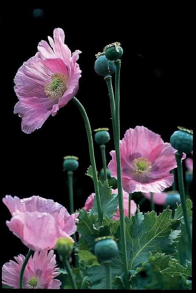 mohnblumensamen papaver flower seeds
