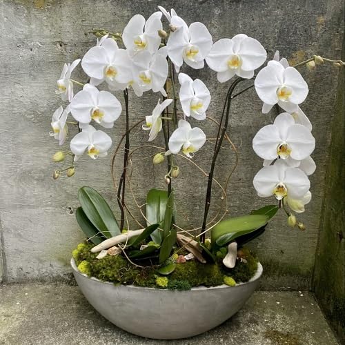 Phalaenopsis Flower Seeds for Planting | Heirloom Non-GMO High Germination Organic Garden Seeds