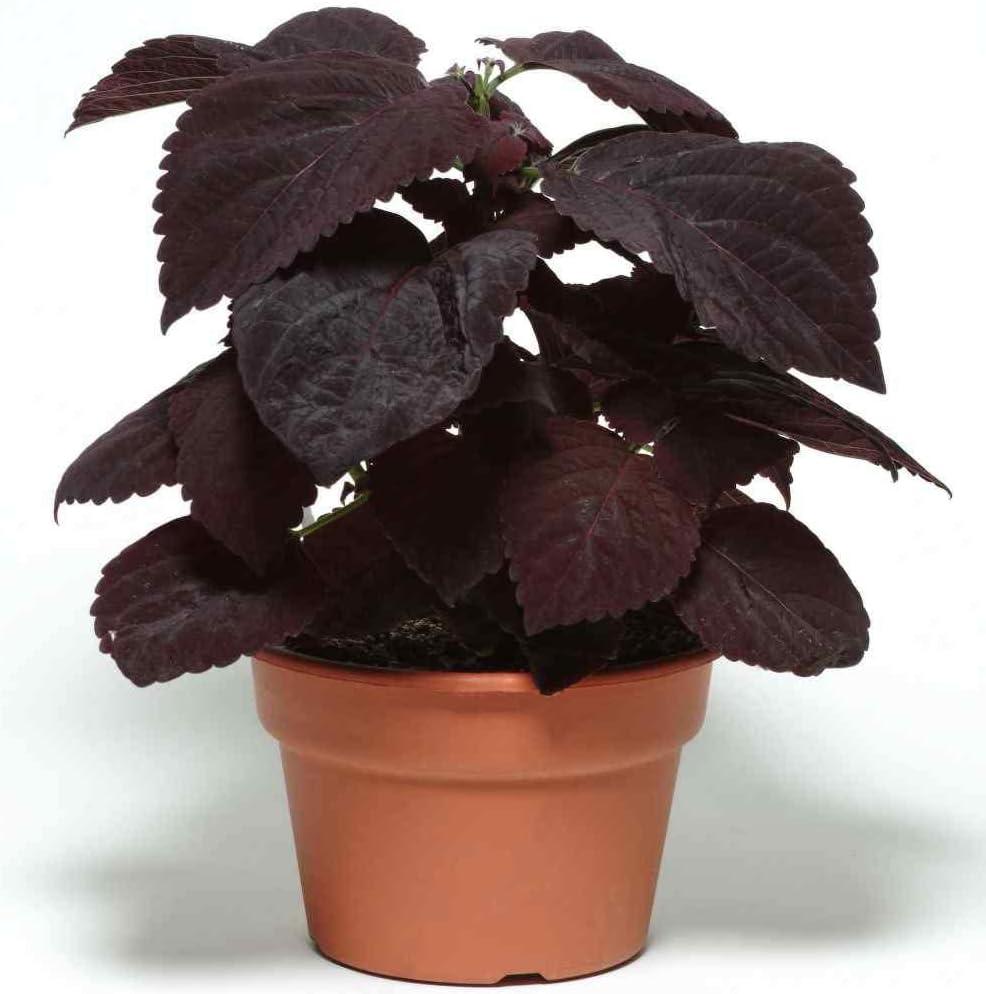 Burgundy Coleus herb seeds