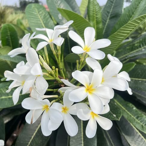 Plumeria Flower Seeds – Heirloom, Non-GMO, High Germination Organic Garden Seeds for Planting Seeds for Planting