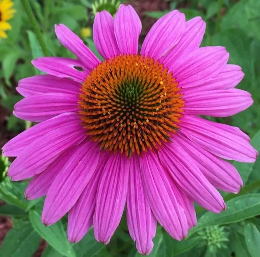 echinacea purpurea flower seeds
