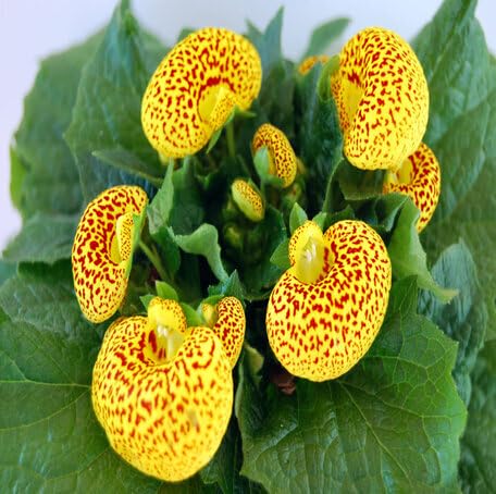 Yellow Calceolaria Flower Seeds – Heirloom Non-GMO High Germination Organic Garden Seeds