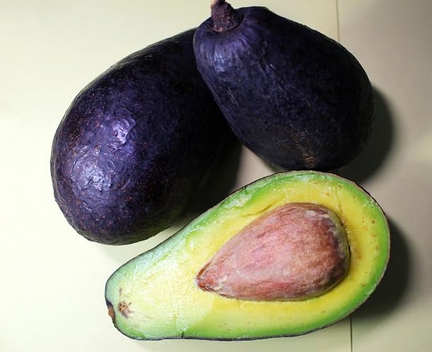 Avocado Seeds – Heirloom, Non-GMO, High Germination Organic Garden Seeds