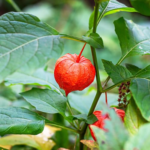 Orange Alkekengi Seeds for Planting – Heirloom Non-GMO High Germination Organic Garden Seeds