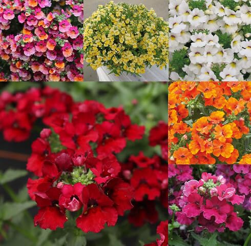 mixednemesiaflowerheirloomnongmo flower seeds