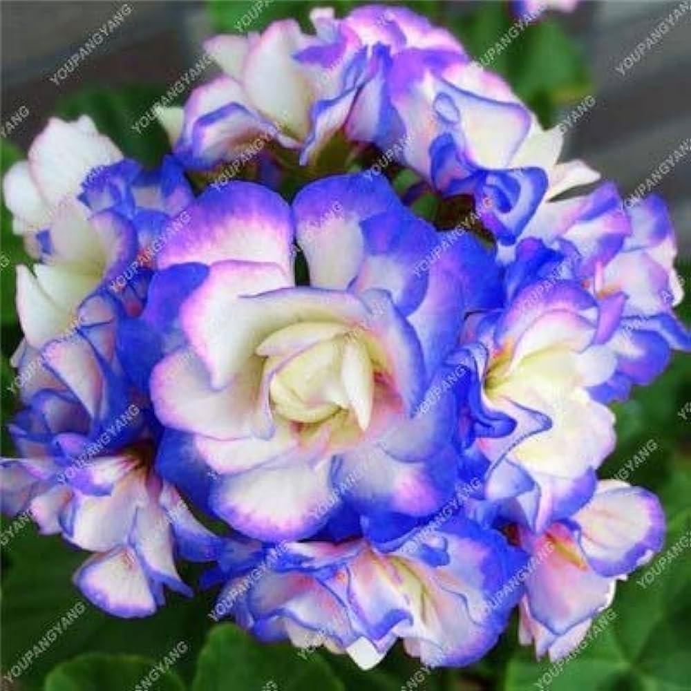 blue geranium flower seeds