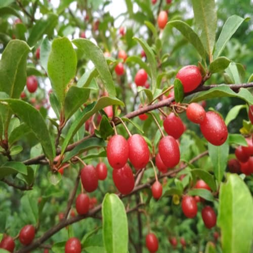 Goumi Berry Fruit Seeds – Heirloom, Non-GMO, High Germination Organic Garden Seeds