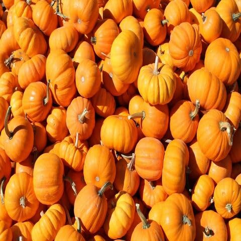 Orange Pumpkin Seeds – Heirloom, Non-GMO, High Germination Organic Garden Seeds Planting