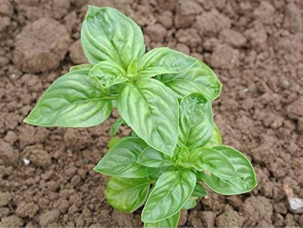 Italian Classic herb seeds