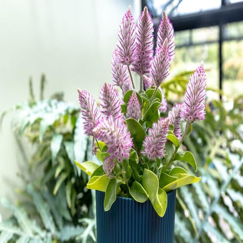 pink foxtail flower seeds