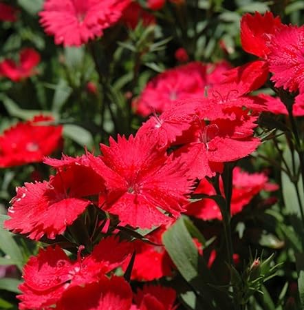 Red Carnation Flower Seeds – Heirloom, Non-GMO, High Germination Organic Garden Seeds for Planting Seeds for Planting