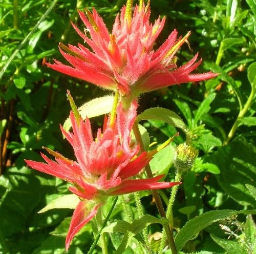 Red Castilleja Flower Seeds – Heirloom, Non-GMO, High Germination Organic Garden Seeds for Planting Seeds for Planting