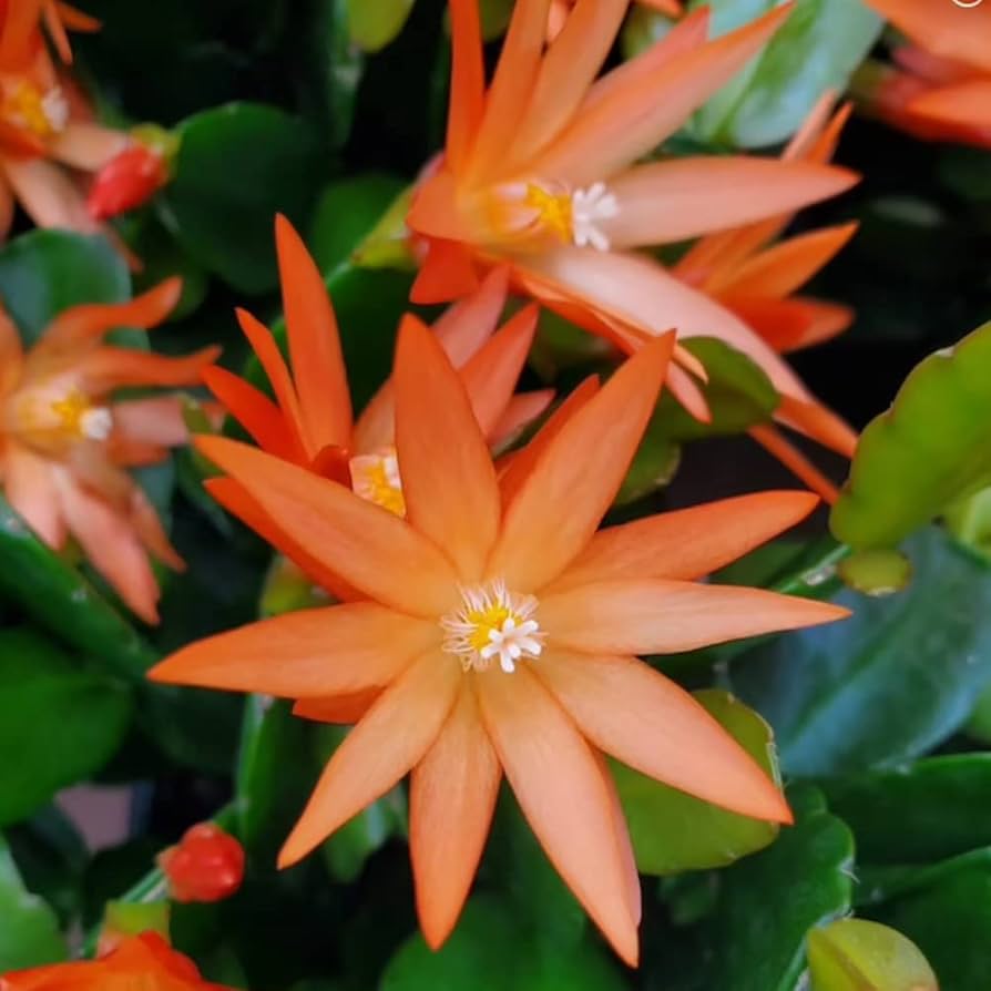 Orange Rhipsalidopsis Flower Seeds – Heirloom, Non-GMO, High Germination Seeds