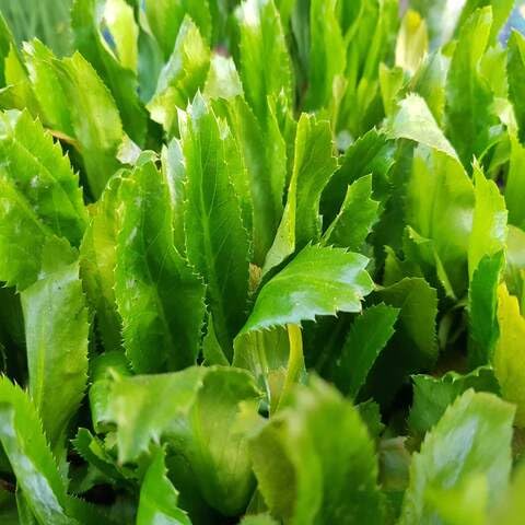Culantro – Heirloom, Non-GMO, High Germination Organic Garden Seeds Planting