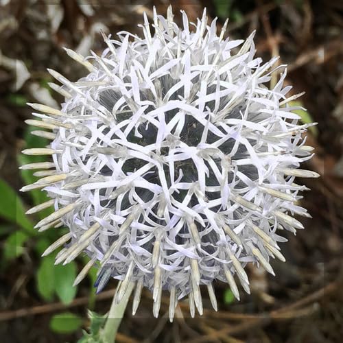 White Echinops Flower Seeds Heirloom Non-GMO High Germination Organic Garden Seeds for Planting