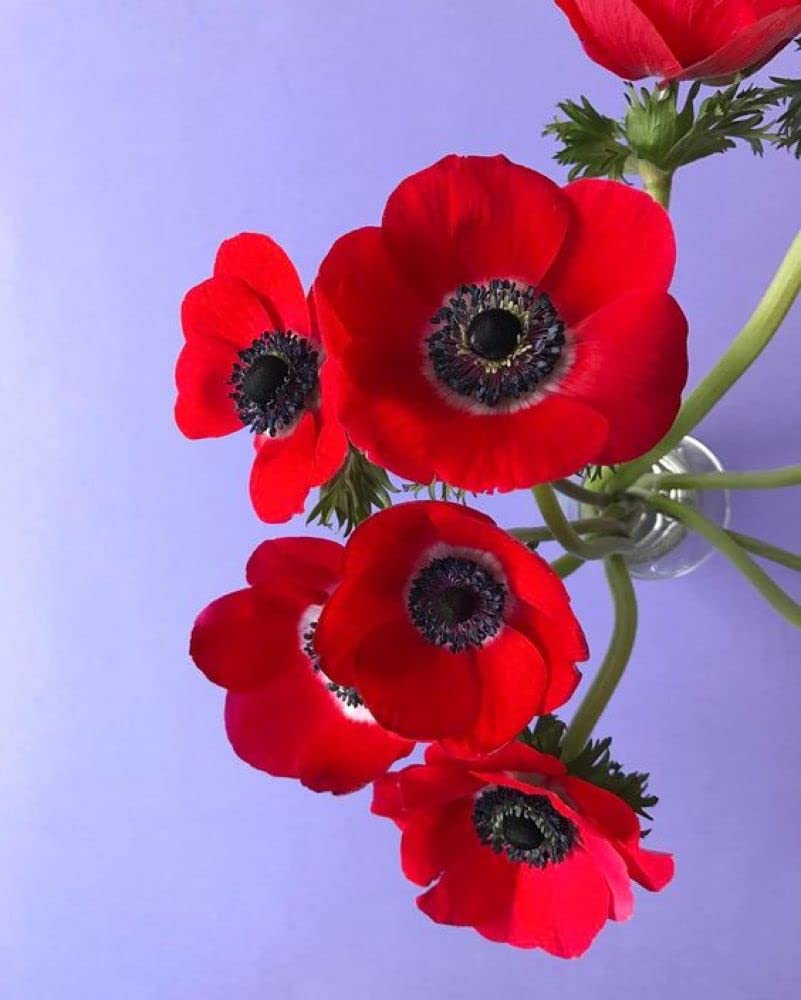 Rote Anemonen Blumensamen zum Pflanzen, samenecht, gentechnikfrei, hohe Keimfähigkeit, Bio-Gartensamen