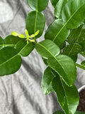Thai Kaffir Lime Seeds for Planting – Heirloom Non-GMO High Germination Organic Garden Seeds Aromatic Citrus Leaves Seeds for Planting