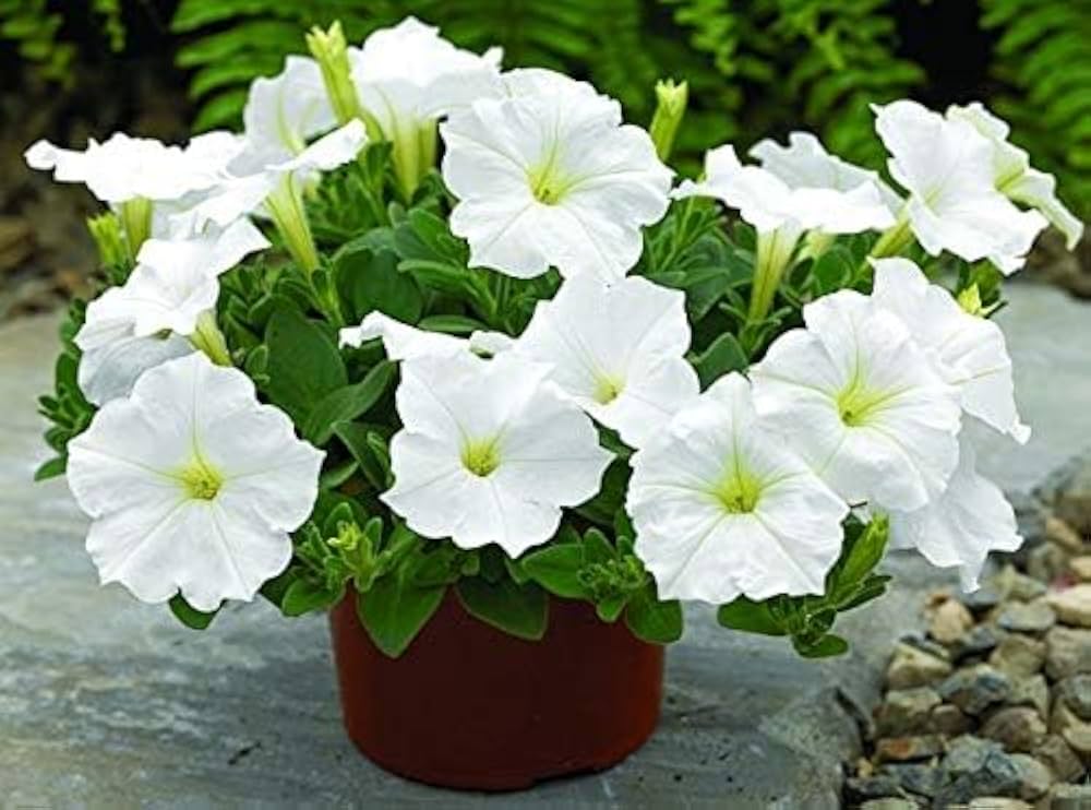 pepper gold flower seeds
