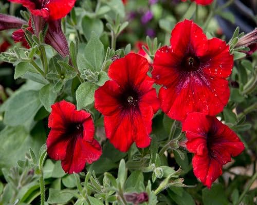 Rote Petunien-Blumensamen, alte Sorte, gentechnikfrei, hohe Keimfähigkeit, Bio-Gartensamen