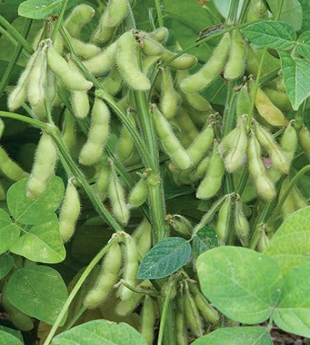 Semillas de soja – Tradicionales, sin OMG, alta germinación, semillas orgánicas para jardín