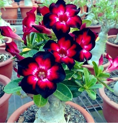 Red Black Adenium Flower Seeds Heirloom Non-GMO High Germination Organic Garden Seeds for Planting
