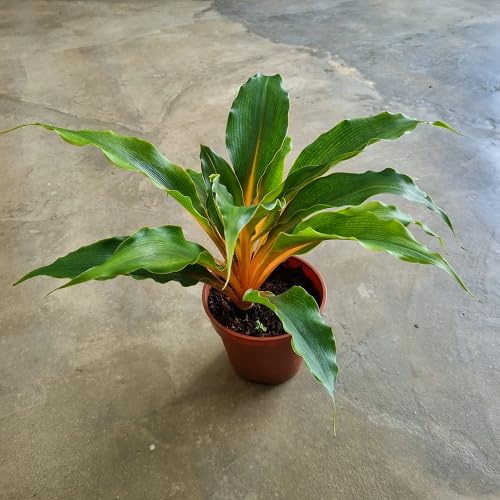 Orange Tradescantia Plant Seeds – Heirloom, Non-GMO, High Germination Organic Seeds