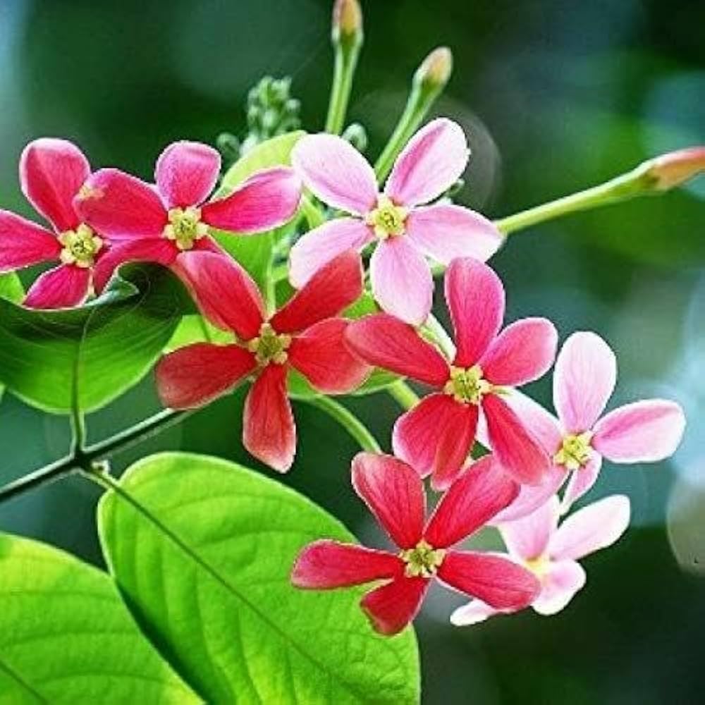 Quisqualis Flower Seeds Heirloom Non-GMO High Germination Organic Garden Seeds for Planting