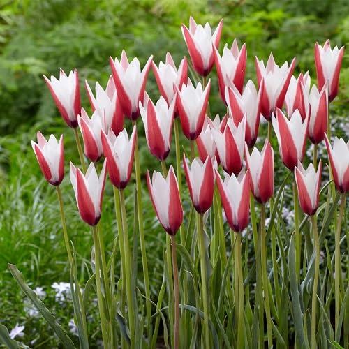 Pink White Tulipa Flower Seeds for Planting – Heirloom, Non-GMO, High Germination