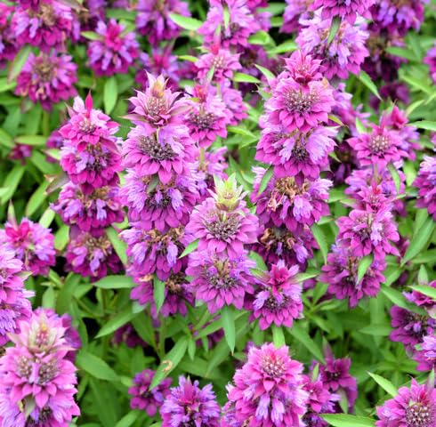 Violet Citriodora Flower Seeds – Heirloom Non-GMO High Germination Organic Garden Seeds