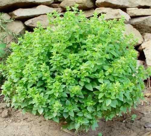 Green Basil Plant Seeds Heirloom Non-GMO High Germination Organic Garden Seeds for Planting