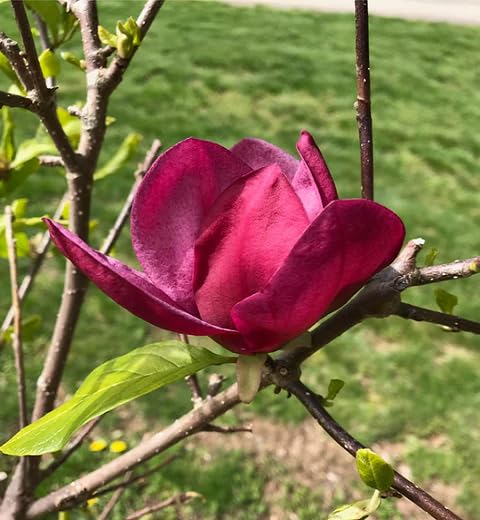 maroon yulan flower seeds