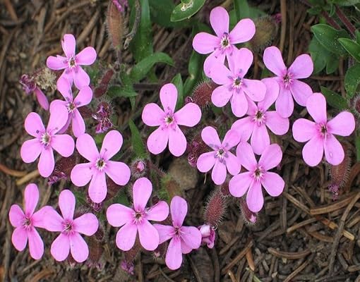 pink saponaria flower seeds