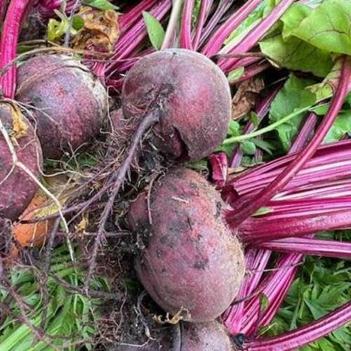 Maroon Beetroot Seeds – Heirloom, Non-GMO, High Germination Organic Garden Seeds Planting
