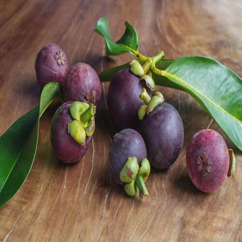 Maroon Mangosteen Seeds – Heirloom, Non-GMO, High Germination Organic Garden Seeds