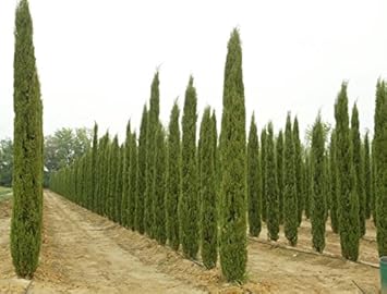 greencypressheirloomnongmo flower seeds