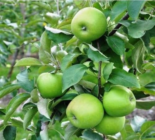 Green Apple Seeds – Heirloom, Non-GMO, High Germination Organic Garden Seeds