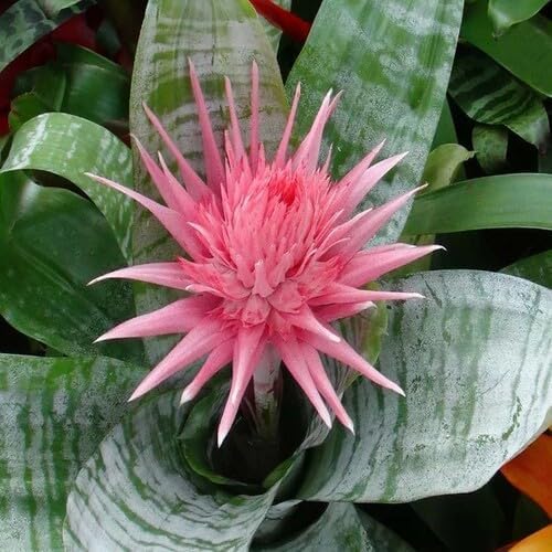 pink bromeliad flower seeds