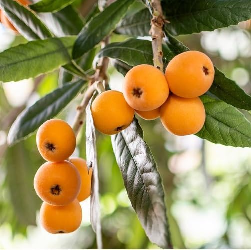 Yellow Loquat Seeds – Heirloom, Non-GMO, High Germination Organic Garden Seeds