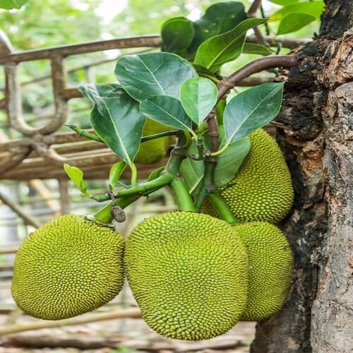Green Jackfruit Seeds – Heirloom, Non-GMO, High Germination Organic Garden Seeds