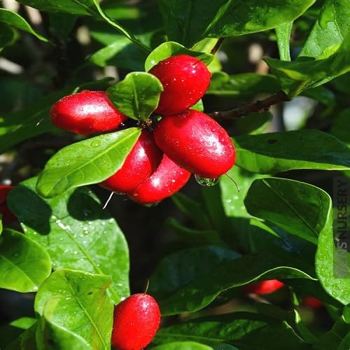 Dulcificum Seeds – Heirloom, Non-GMO, High Germination Organic Garden Seeds