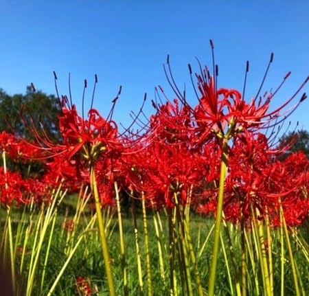 red higanbana flower seeds
