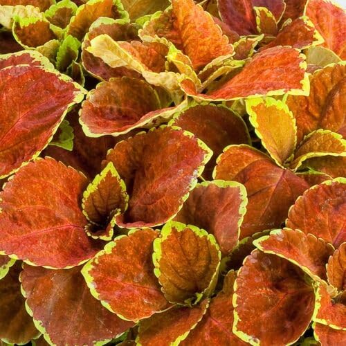 Orange Coleus Plant Seeds for Planting – Heirloom Non-GMO High Germination Seeds