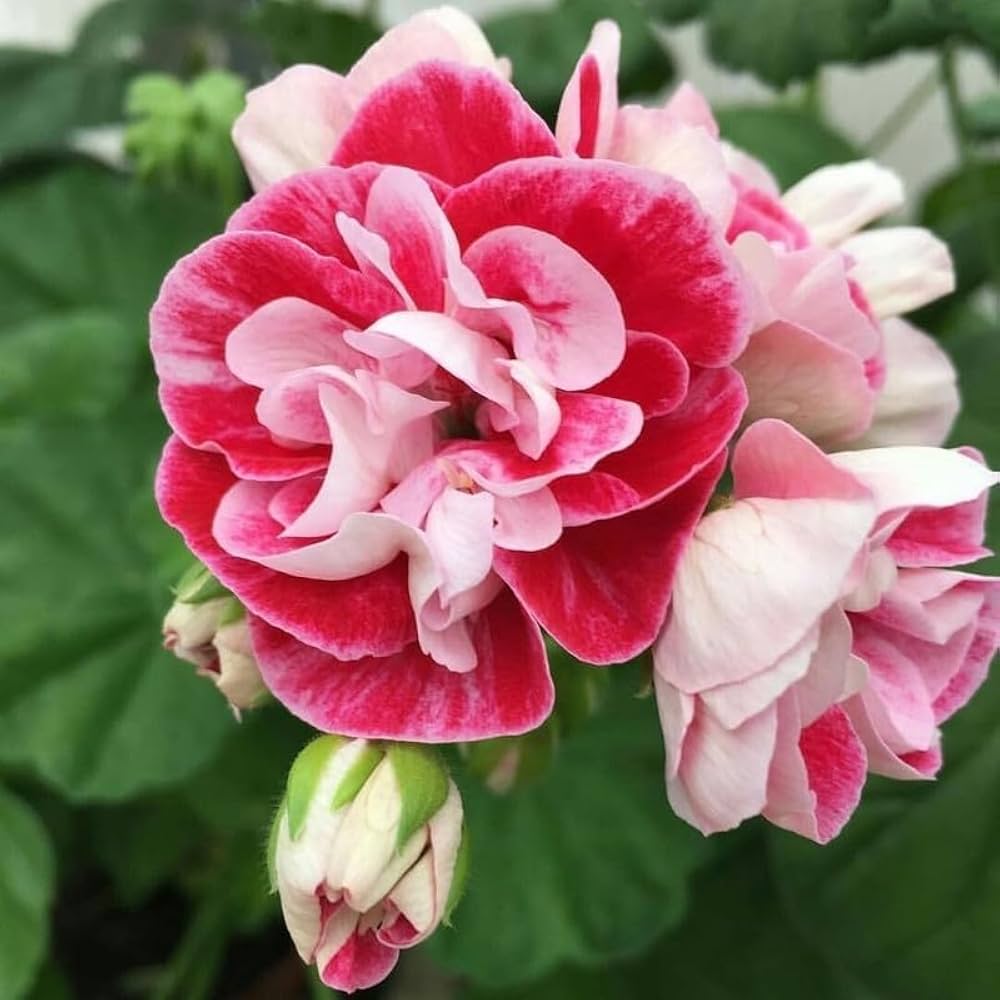 pink geranium flower seeds